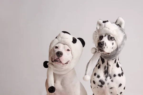 Dos Perros Con Sombreros Divertidos Posando Delante Cámara Sobre Fondo Imágenes de stock libres de derechos