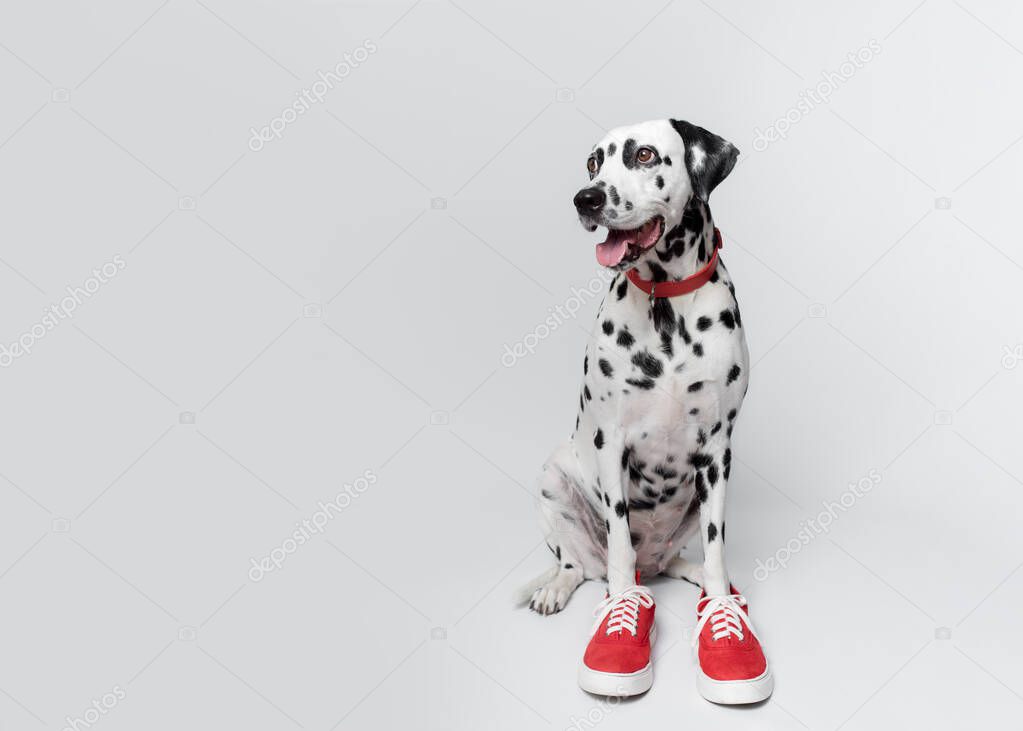 Funny Dalmatian dog in red sneakers sits on white background