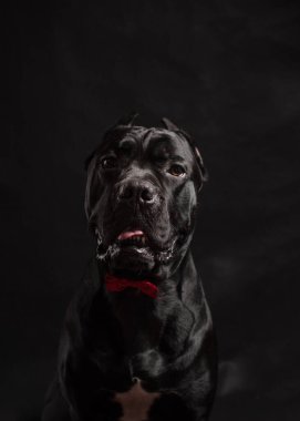 Siyah baston korso portresi. Stüdyoda siyah arka planı olan kırmızı bir fiyonk. Siyah arka planda siyah köpek. Boşluğu Kopyala