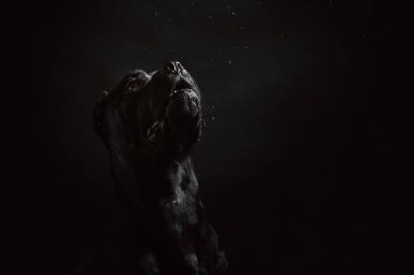 Siyah bastonlu Corso portresi stüdyoda, siyah arkaplanda. Siyah arka planda siyah köpek. Köpek yıldızlara havlar. Salyalı köpek. Boşluğu Kopyala