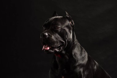 Siyah baston korso portresi. Stüdyoda siyah arka planı olan kırmızı bir fiyonk. Siyah arka planda siyah köpek. Köpek sola bak. Boşluğu Kopyala