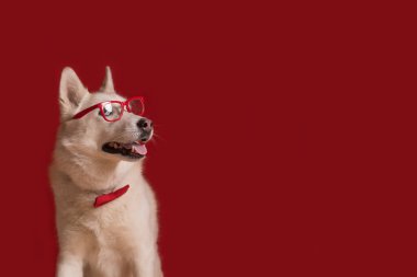 Kırmızı arka planda izole edilmiş gözlüklü ve kırmızı papyonlu sevimli Sibirya köpeği. Köpek haklı görünüyor. Boşluğu kopyala