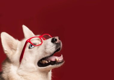 Güzel Sibirya köpeği gözlük takıyor ve kırmızı papyon takıyor.
