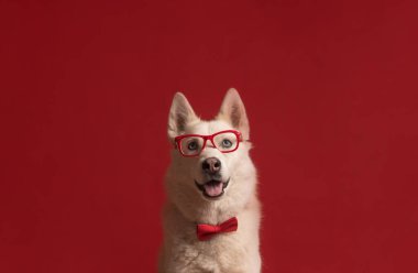 Sibirya 'da kırmızı arka planda gözlük takan ve kırmızı papyon takan sevimli köpek. Havalı komik köpek. Boşluğu kopyala