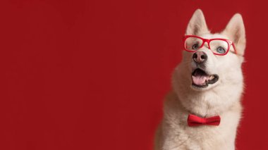 Kırmızı arka planda izole edilmiş gözlüklü ve kırmızı papyonlu sevimli Sibirya köpeği. Köpek sola bakıyor. Boşluğu kopyala