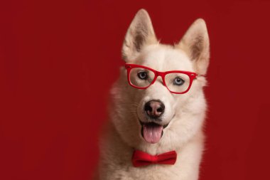 Sibirya 'da kırmızı arka planda gözlük takan ve kırmızı papyon takan sevimli köpek. Havalı komik köpek. Boşluğu kopyala