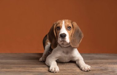 Turuncu bir arka planda ahşap bir zeminde yatan sevimli küçük bir av köpeği yavrusu. Boşluğu kopyala