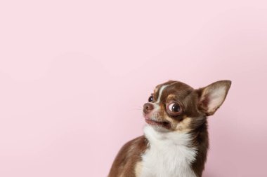 Şirin kahverengi Meksika chihuahua köpeği açık pembe arka Grou 'da izole edilmiş.