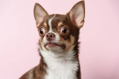 Pembe arka planda sürpriz kahverengi Meksika chihuahua köpeği. Köpek lo