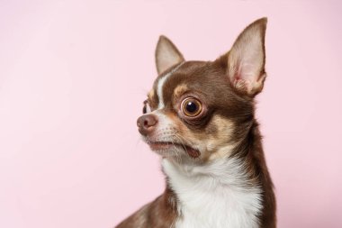 Pembe arka planda kötü sürpriz kahverengi Meksika chihuahua köpeği. Yap