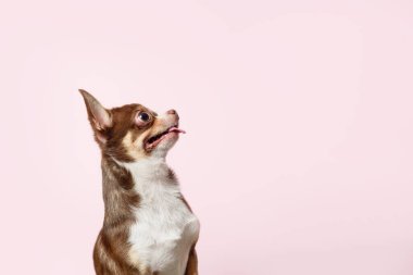 Pembe arka planda sevimli kahverengi Meksika chihuahua köpeği. Dilenci köpek. 