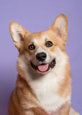 Corgi köpeği portresi. Köpek mor bir arka planda oturur ve...