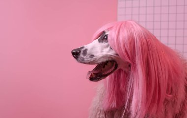 Köpek profili yan görünümü. Pembe peruklu Dalmaçyalı köpek. Pembe arka grup