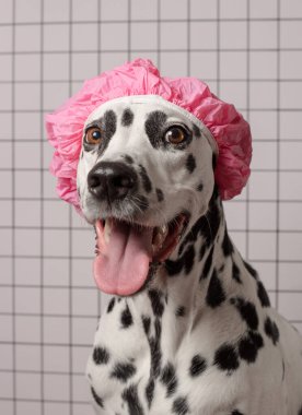 Banyoda, beyaz bir fayansın üzerinde pembe küvetli şirin dalmaçyalı köpek. 