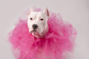 Beyaz önlüklü, tül pembe yakalı, şirin beyaz bir teriyer. Boşluğu kopyala