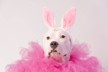 Beyaz Stamfordshire köpeği portresi pembe tavşan kulakları ve pembe yakalı beyaz arka plan. Paskalya konsepti. Boşluğu kopyala