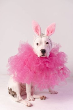 Beyaz Stamfordshire köpeğinin portresi pembe tavşan kulaklı ve beyaz arka planda oturan pembe yakalı. Paskalya konsepti