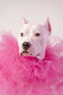 Beyaz önlüklü, tül pembe yakalı, şirin beyaz bir teriyer. Boşluğu kopyala