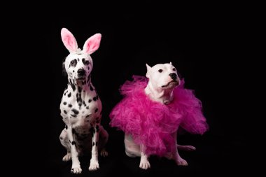 Siyah arka planda komik pembe kostümlü iki köpek. Tavşan kulaklı ve pembe yakalı Dalmaçyalı ve Stamfordshire. Parti dansı konsepti 
