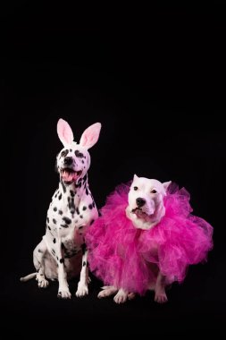 Siyah arka planda komik pembe kostümlü iki köpek. Tavşan kulaklı ve pembe yakalı Dalmaçyalı ve Stamfordshire. Parti dansı konsepti 