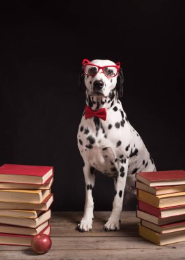 Okuma gözlüklü ve kırmızı fiyonklu Dalmaçyalı bir köpek, siyah arka planda kitap yığınları arasında oturuyor. Zeki köpek profesörü kitapların arasında, dinleniyor, çalışmaktan yorulmuş. Eğitim, öğrenci. Boşluğu Kopyala