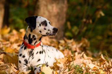 Yeşil bir çayırda yatan sevimli köpek yavrusu. Dalmaçyalı dışarıda yürüyor. Şirin köpek ormanda eğleniyor, çimlerde oynuyor. Yeşil bir çayırda yatan sevimli köpek yavrusunu kopyala. Dalmaçyalı dışarıda yürüyor. Şirin köpek ormanda eğleniyor, çimlerde oynuyor. Anlaşıldı.