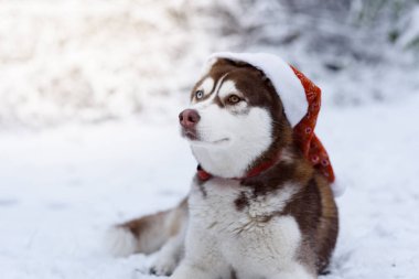Kış ormanlarında Noel Baba şapkası takan Sibirya Husky köpeğinin portresi. Kahverengi, kahverengi, mavi gözlü, kırmızı şapkalı, iri yapılı bir köpek. Seçici odak