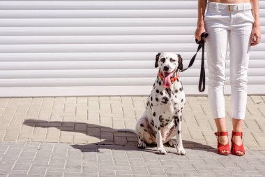 Kırmızı çizmeli bir kadın arka planda Dalmaçyalı bir köpekle yürüyor. Ayaklar ve bacaklar