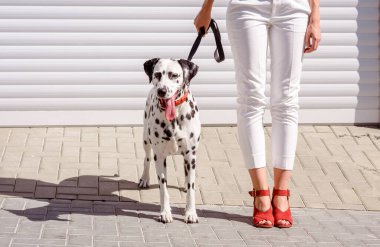 Kırmızı çizmeli bir kadın arka planda Dalmaçyalı bir köpekle yürüyor. Ayaklar ve bacaklar