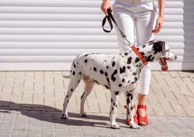 Kırmızı çizmeli bir kadın arka planda Dalmaçyalı bir köpekle yürüyor. Ayaklar ve bacaklar