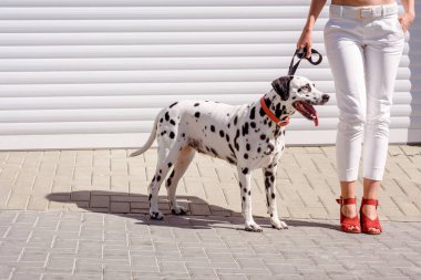 Kırmızı çizmeli bir kadın arka planda Dalmaçyalı bir köpekle yürüyor. Ayaklar ve bacaklar