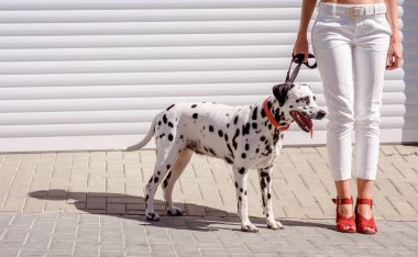 Kırmızı çizmeli bir kadın arka planda Dalmaçyalı bir köpekle yürüyor. Ayaklar ve bacaklar