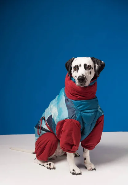 Dalmaçyalı Köpek Mavi Arka Planda Kışlık Ceket Şapka Giyiyor — Stok fotoğraf