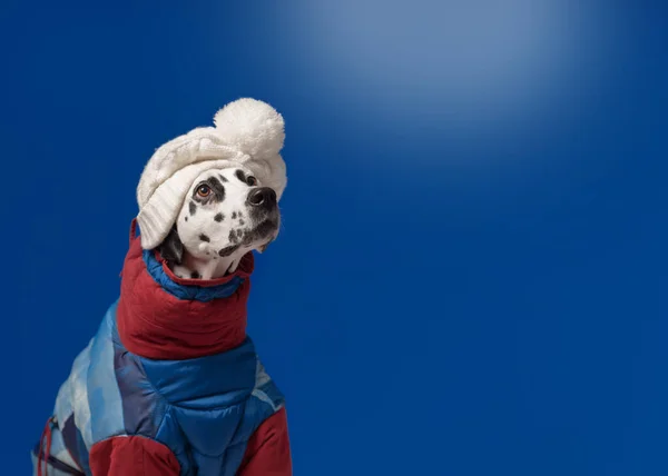 冬のジャケットと帽子を身に着けているダルマチアの犬雪の青の背もたれ — ストック写真