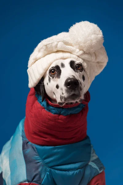 Cão Dálmata Usando Casaco Inverno Chapéu Fundo Azul — Fotografia de Stock