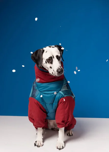 Perro Dálmata Con Chaqueta Invierno Sombrero Azul Nieve Backgr — Foto de Stock