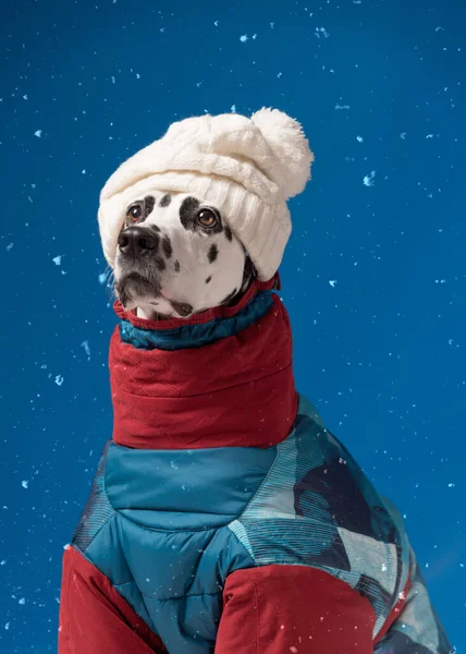 Далматинская Собака Зимней Куртке Шляпе Синем Фоне — стоковое фото