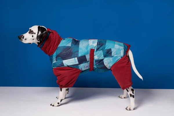 Dalmatian dog model posing in winter jumpsuit on blue background