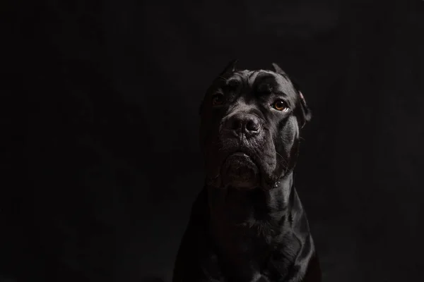 黑色背景的画室里的黑色藤壶肖像 黑色背景上的黑狗复制空间 — 图库照片