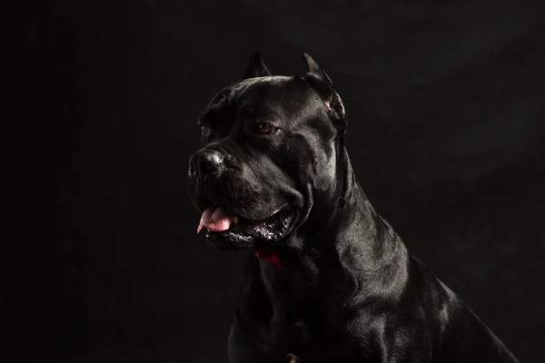 Zwart Rietcorso Portret Met Een Rode Strik Studio Met Zwarte — Stockfoto