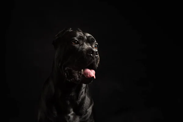 黒の背景にスタジオで黒杖コルソの肖像画 黒の背景に黒い犬 口を開いて犬 コピースペース — ストック写真