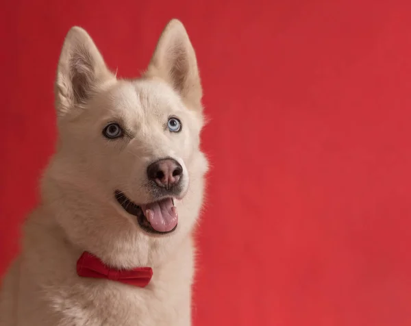 滑稽可爱的西伯利亚哈士奇犬 戴着红色领结 与红色背景隔离 狗看起来是对的复制空间 — 图库照片