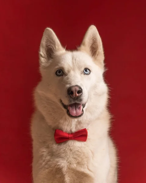 Retrato Perro Husky Siberiano Bonito Con Corbata Lazo Roja Aislado —  Fotos de Stock