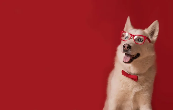 Смешной Прекрасный Сибирский Хаски Собака Очках Красный Галстук Бабочка Изолированы — стоковое фото