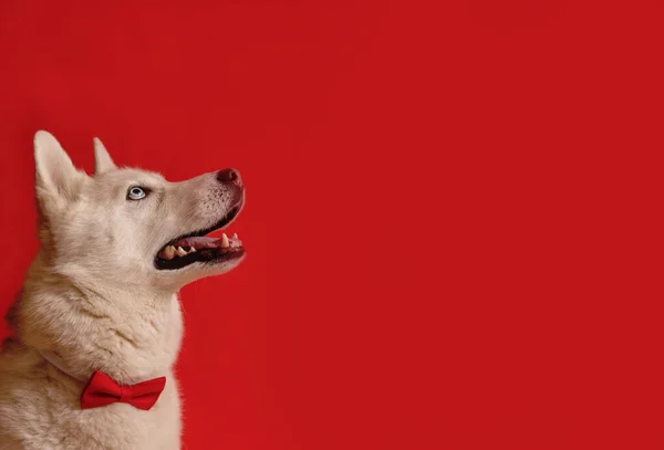 Смешная Милая Сибирская Хаски Собака Красной Бабочке Изолированная Красном Фоне — стоковое фото
