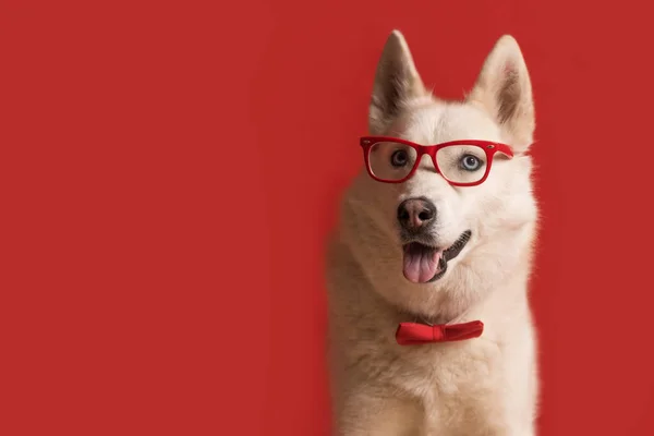 眼鏡と赤い弓のネクタイを身に着けている美しいシベリアのハスキー犬は 赤の背景に隔離された 面白い犬だな スペースのコピー — ストック写真