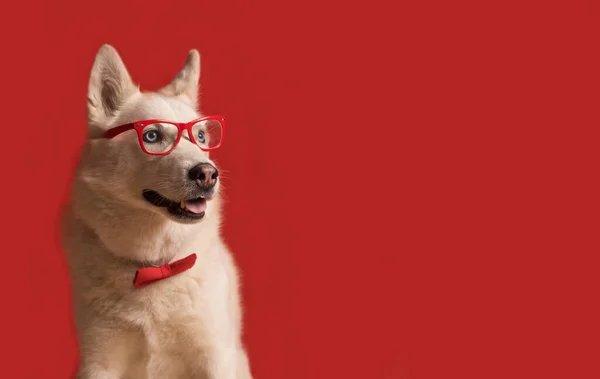 眼鏡と赤い弓のネクタイを身に着けている面白い素敵なシベリアのハスキー犬は赤の背景に対して隔離されました 犬の言うとおりだ スペースのコピー — ストック写真