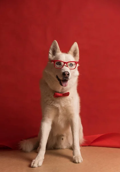 Lovely Siberian Husky Dog Wearing Glasses Red Bow Tie Isolated — Stock Photo, Image