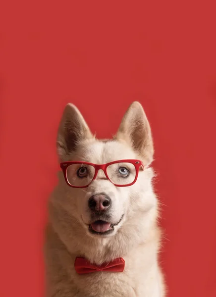 안경을 넥타이를 아름다운 시베리안 허스키 — 스톡 사진