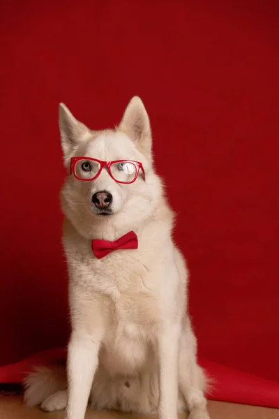眼鏡と赤い弓のネクタイを身に着けている美しいシベリアのハスキー犬は 赤の背景に隔離された 面白い犬だな スペースのコピー — ストック写真